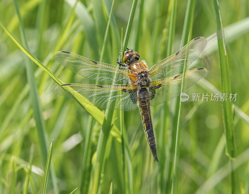 四斑蜻蜓(Libellula quadrimaculata)